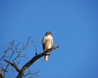 Looking The Other Way - Photography Photography - By Pamela Phelps, Color Photography Photography Artist