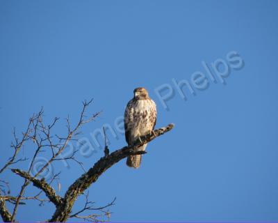 Bird Photography - Observant - Photography