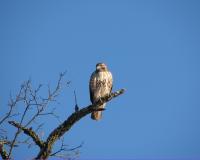 Bird Photography - Observant - Photography