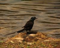 Bird Photography - On The Edge - Photography