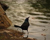 Bird Photography - Wading The Shores - Photography