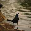 Wading The Shores - Photography Photography - By Pamela Phelps, Color Photography Photography Artist