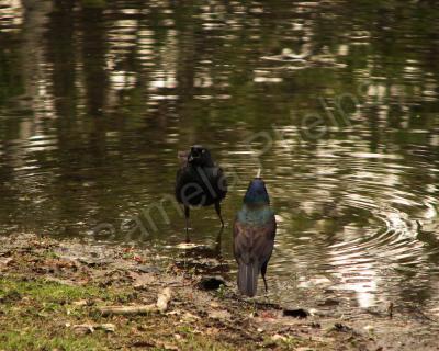 Bird Photography - The Complaint - Photography