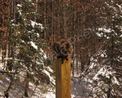 Domestic Animals - Fraidy Cat - Photography