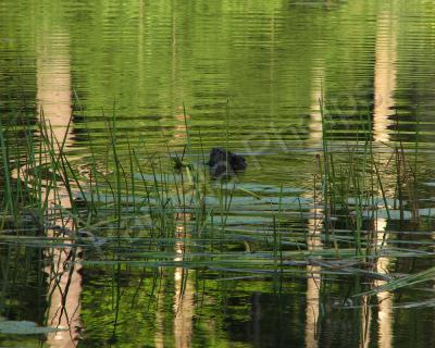 Wildlife Photography - Lunch Break - Photography