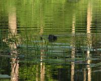 Wildlife Photography - Lunch Break - Photography