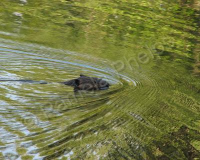 Wildlife Photography - Excercising - Photography