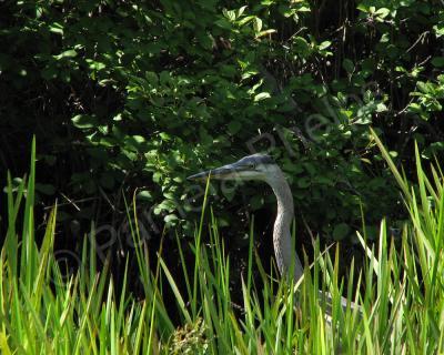 Bird Photography - Curious - Photography