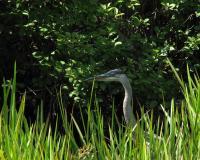 Bird Photography - Curious - Photography