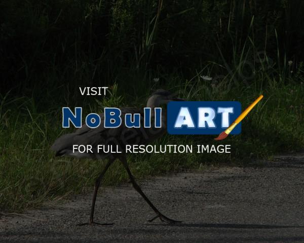 Bird Photography - Strutting Along - Photography