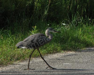 Bird Photography - Strutting Along - Photography