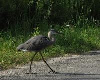 Bird Photography - Strutting Along - Photography