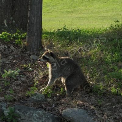 Wildlife Photography - Paused Moment - Photography