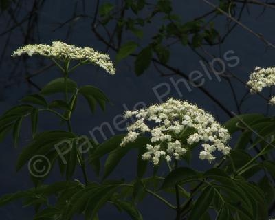 Floral Photography - White Over Water - Photography