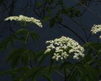 White Over Water - Photography Photography - By Pamela Phelps, Color Photography Photography Artist