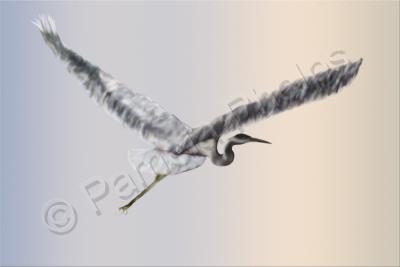 Digital Paintings - On The Wings Of The Heron - Digital Painting