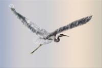 On The Wings Of The Heron - Digital Painting Digital - By Pamela Phelps, Surrealistic Birds Digital Artist