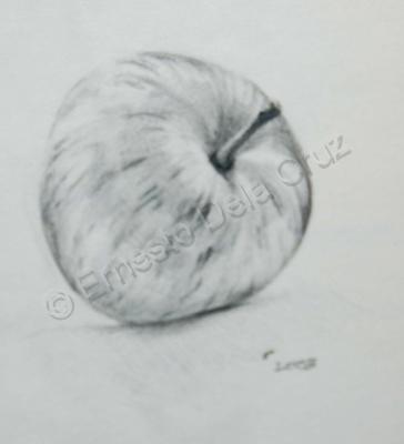 Drawings - Fuji Apple - Graphite Pencil