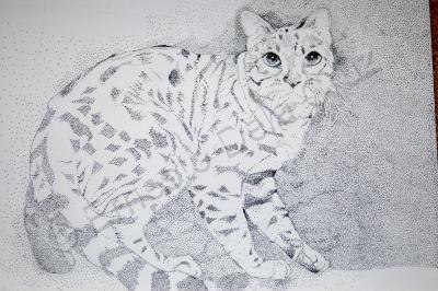 Pen And Ink Drawings - Housecat - Pen And Ink