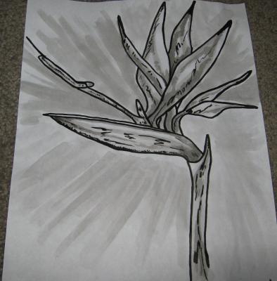 Eeman Art Gallery - Bird Of Paradise Blackwhite - Indian Ink