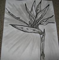 Eeman Art Gallery - Bird Of Paradise Blackwhite - Indian Ink