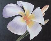 White Plumeria - Oil Paintings - By Sunanta Deangdeelert, Flower Painting Artist