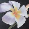 White Plumeria - Oil Paintings - By Sunanta Deangdeelert, Flower Painting Artist