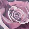 Pink Rose - Oil Paintings - By Sunanta Deangdeelert, Flower Painting Artist