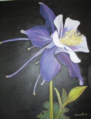 Flower - Purple Columbine 2 - Oil