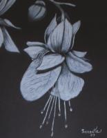Black And White Flower1 - Charcoal And Pastel Drawings - By Sunanta Deangdeelert, Pastel On Black Paper Drawing Artist