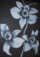 Black And White Flower2 - Charcoal And Pastel Drawings - By Sunanta Deangdeelert, Pastel On Black Paper Drawing Artist