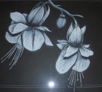 Double Trouble - Charcoal And Pastel Drawings - By Sunanta Deangdeelert, Pastel On Black Paper Drawing Artist