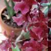 Nerine