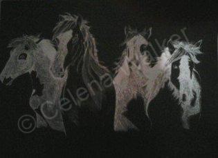 Animals - Paint Horses - Scratch Board