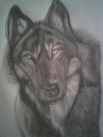 Wolf - Pencil  Paper Drawings - By Celena Walker, Nature Drawing Artist