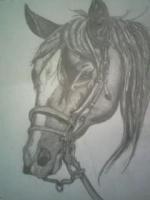 Giddy On Up - Pencil  Paper Drawings - By Celena Walker, Nature Drawing Artist