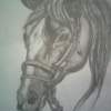 Giddy On Up - Pencil  Paper Drawings - By Celena Walker, Nature Drawing Artist