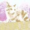 Cat Practice - Photoshop Other - By Courtney Vanderziel, Digital Other Artist