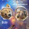 Dogs In Space - Photoshop Other - By Courtney Vanderziel, Digital Other Artist