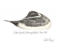 Available - Preening Pintail - Pencil