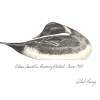 Preening Pintail - Pencil Drawings - By Robert Darcy, Realism Drawing Artist