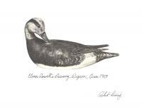 Elmer Crowell Preening  Wigeon Decoy - Pencil Drawings - By Robert Darcy, Realism Drawing Artist