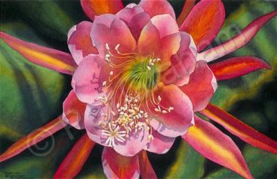 Floral - Cactus Flower - Watercolor