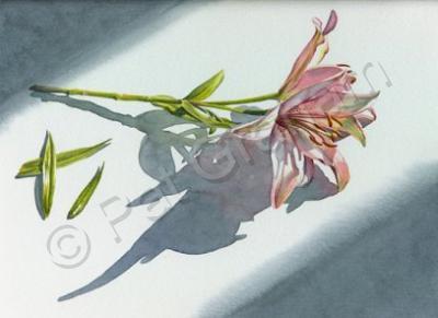 Floral - Lilies - Watercolor