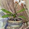 Sunny Face Moth Orchid - Watercolor Paintings - By Pat Graham, Realism Painting Artist