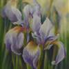 Siberian Iris - Pastel Paintings - By Pat Graham, Realism Painting Artist