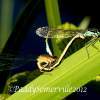 Grippingsex - Digital Photography - By Patrick Somerville, Nature Photography Artist