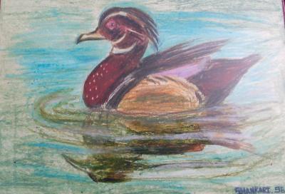 Oil Pastel - Mandarine Duck - Oil Pastel