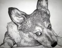 Frannie1 - Charcoal Drawings - By Jennifer Shepherd, Realistic Drawing Artist