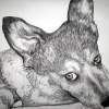 Frannie1 - Charcoal Drawings - By Jennifer Shepherd, Realistic Drawing Artist